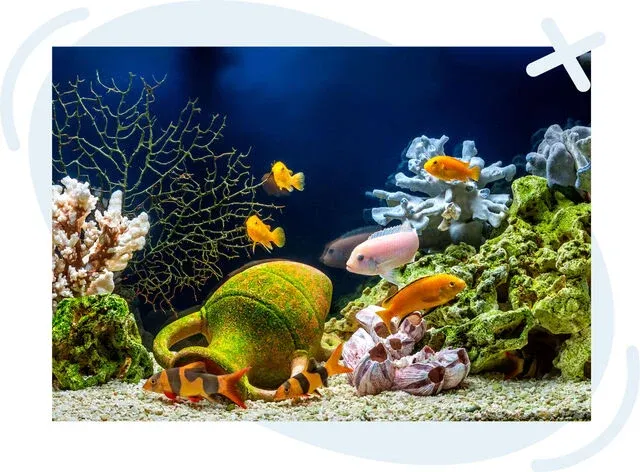 Colorful tropical fish swimming in a planted aquarium with corals, rocks, and a mossy amphora ornament.