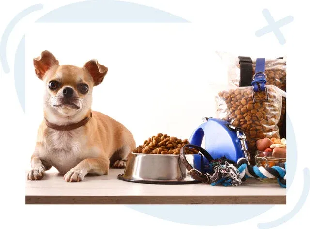 Small tan chihuahua lying beside a stainless dog bowl filled with kibble and pet accessories on a white background.