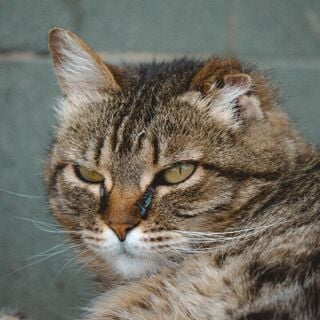 Close-up of a tabby cat with green eyes resting, slight discharge near its nose, against a muted background.