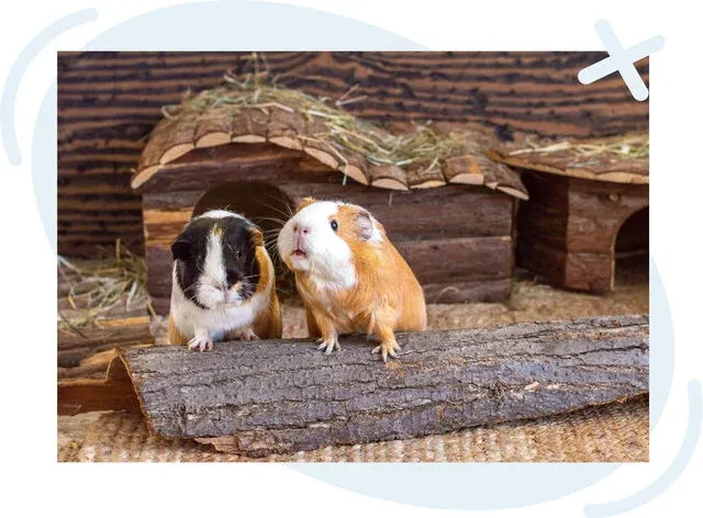Two guinea pigs in a rustic enclosure, one black-and-white and one tan-and-white, perched on a log in front of small wooden huts topped with hay.