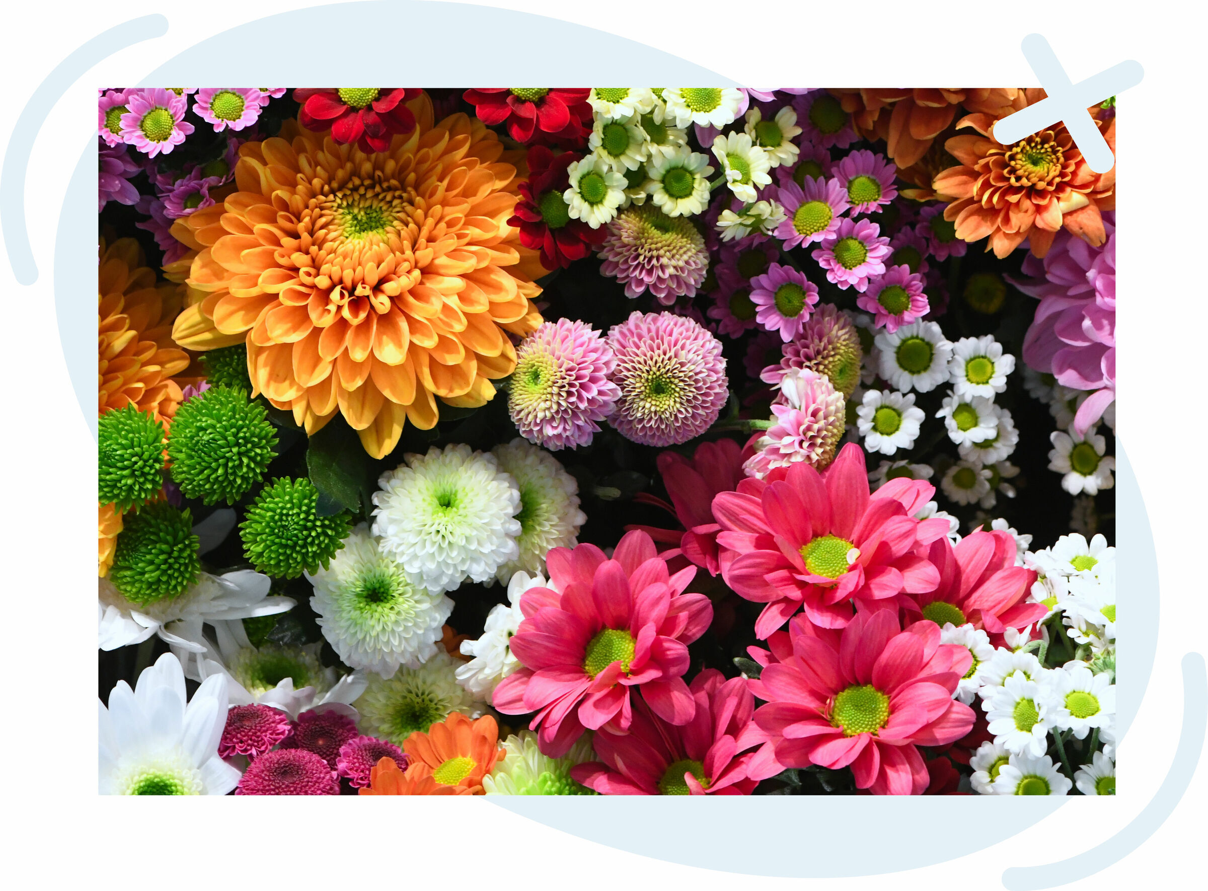 Colorful assortment of chrysanthemums and daisies in orange, pink, white, green, and purple hues tightly clustered together.