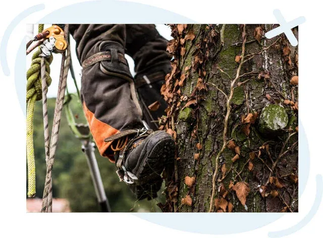 Close-up of a tree climber’s boot with spikes and safety ropes gripping a vine-covered tree trunk.
