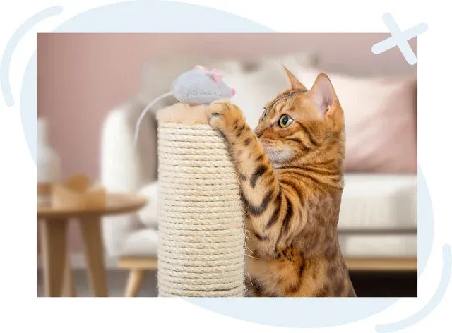 Brown tabby cat scratching a sisal post while reaching for a small gray mouse toy on top, in a cozy living room with a sofa in the background.