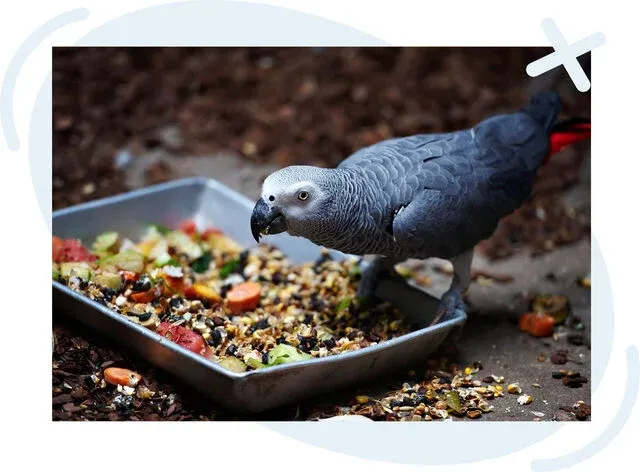 Gray parrot eating seeds and fruit from a metal tray on the ground