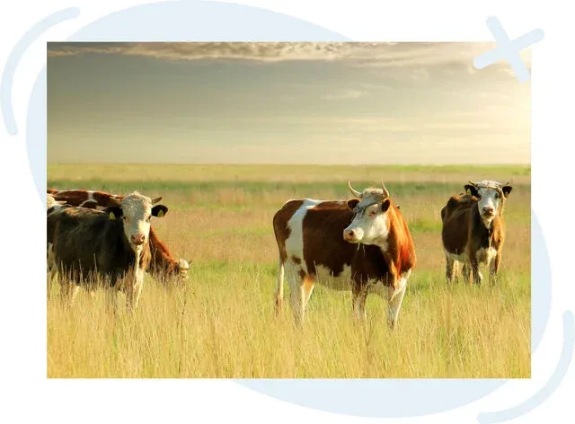 Herd of brown-and-white cows grazing in a golden grassy field under a hazy sky at sunrise or sunset.