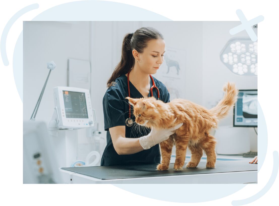 Veterinarian examining an orange long-haired cat on a clinic exam table.