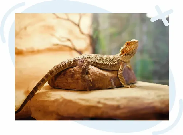 Bearded dragon lizard basking on a rock inside a warm terrarium.