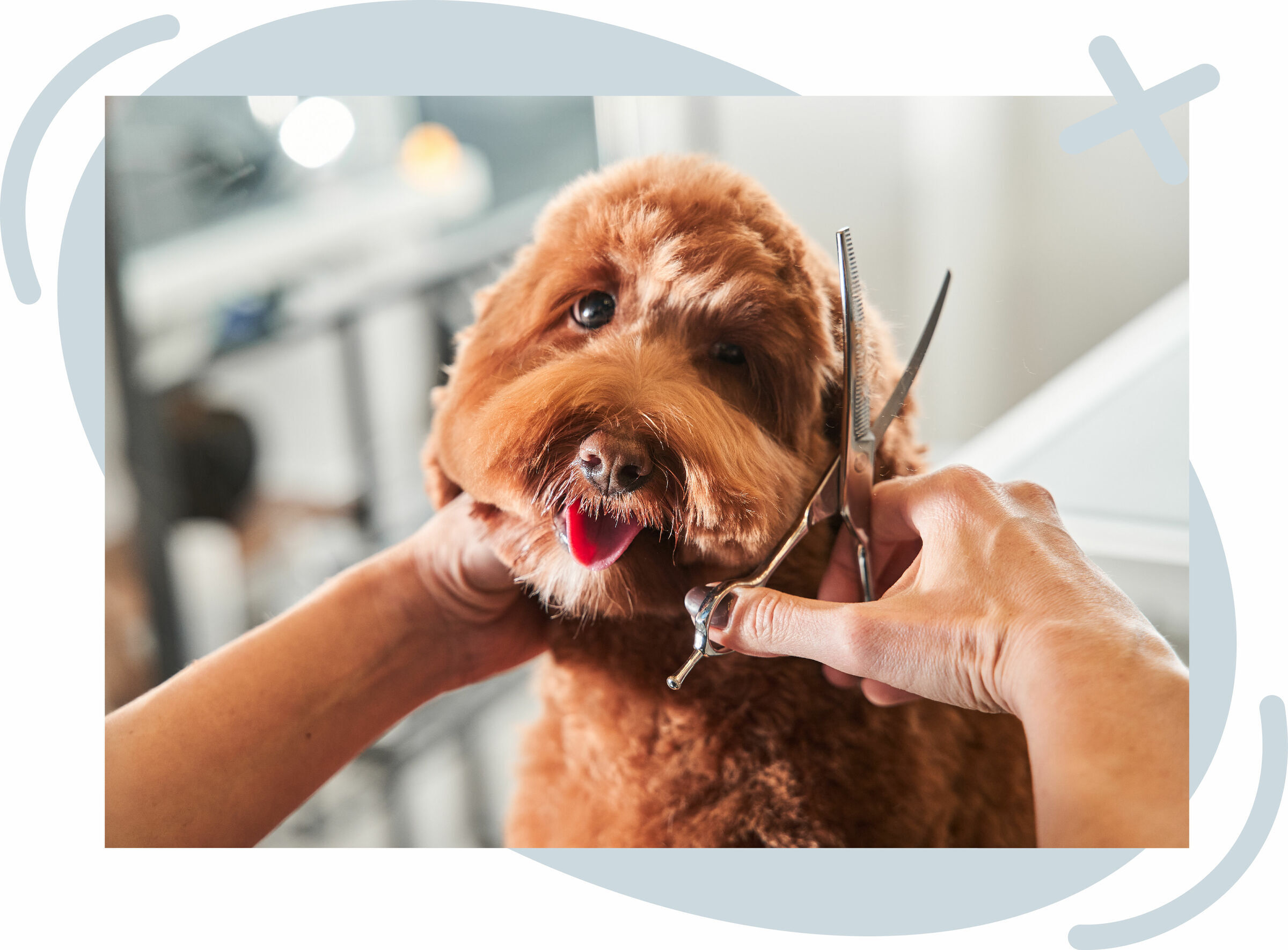 Groomer trimming a fluffy brown dog’s facial fur with scissors while holding the dog’s head gently; the dog looks toward the camera with its tongue out.