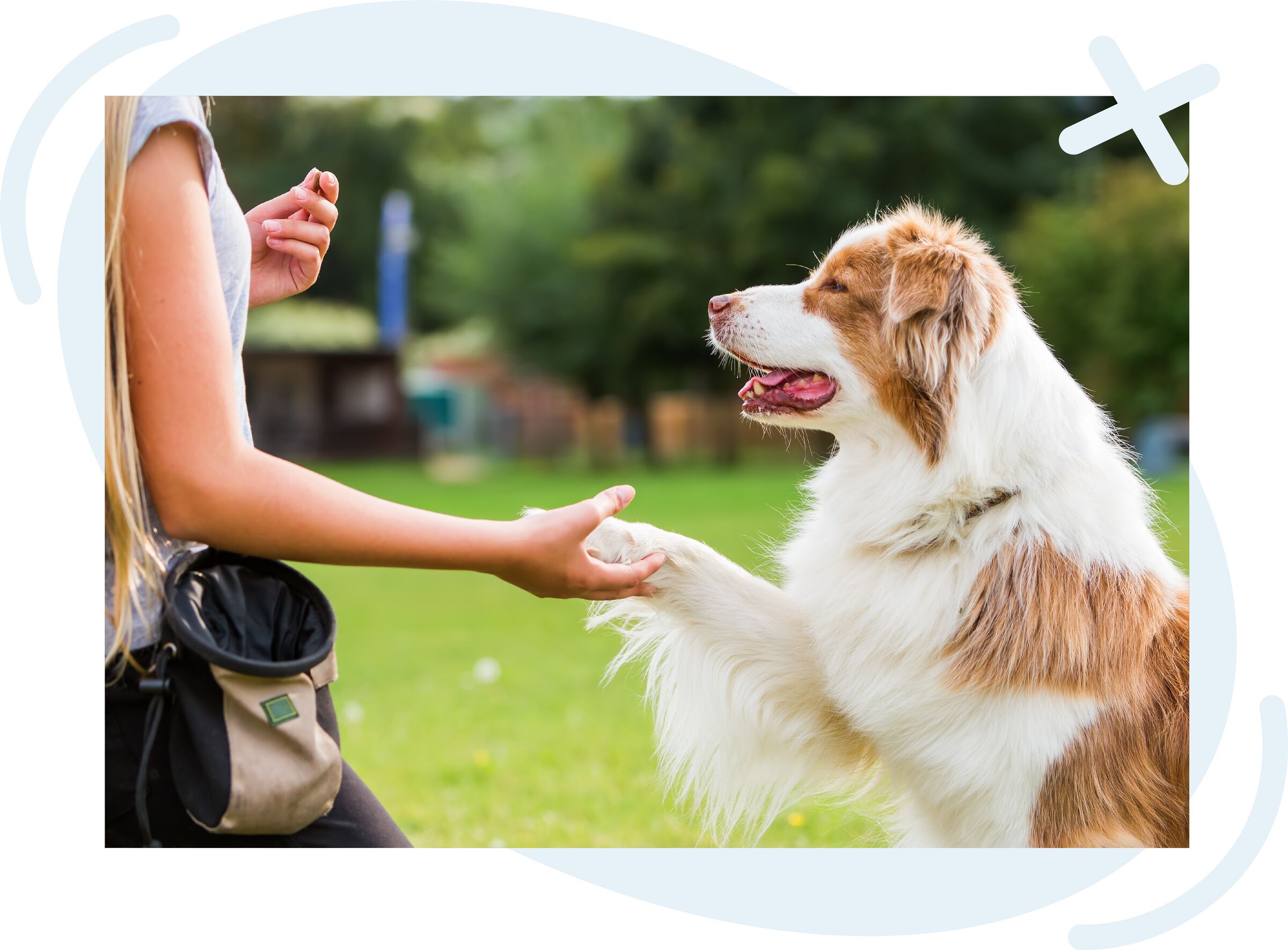 Person training a dog in a park, taking the dog’s paw while offering a treat.