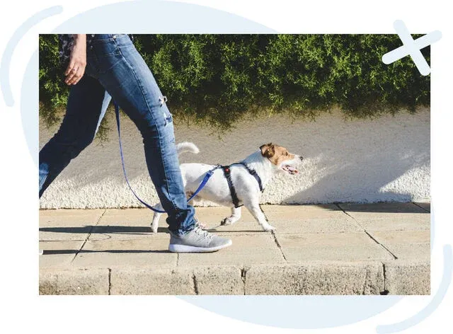 Person walking a small dog on a leash along a sunny sidewalk.