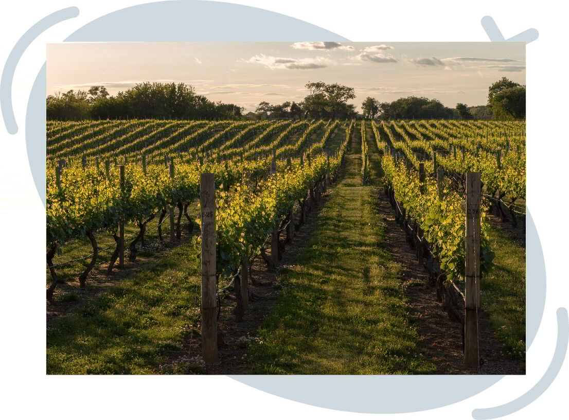 Sunlit vineyard with rows of grapevines stretching into the distance at sunset.