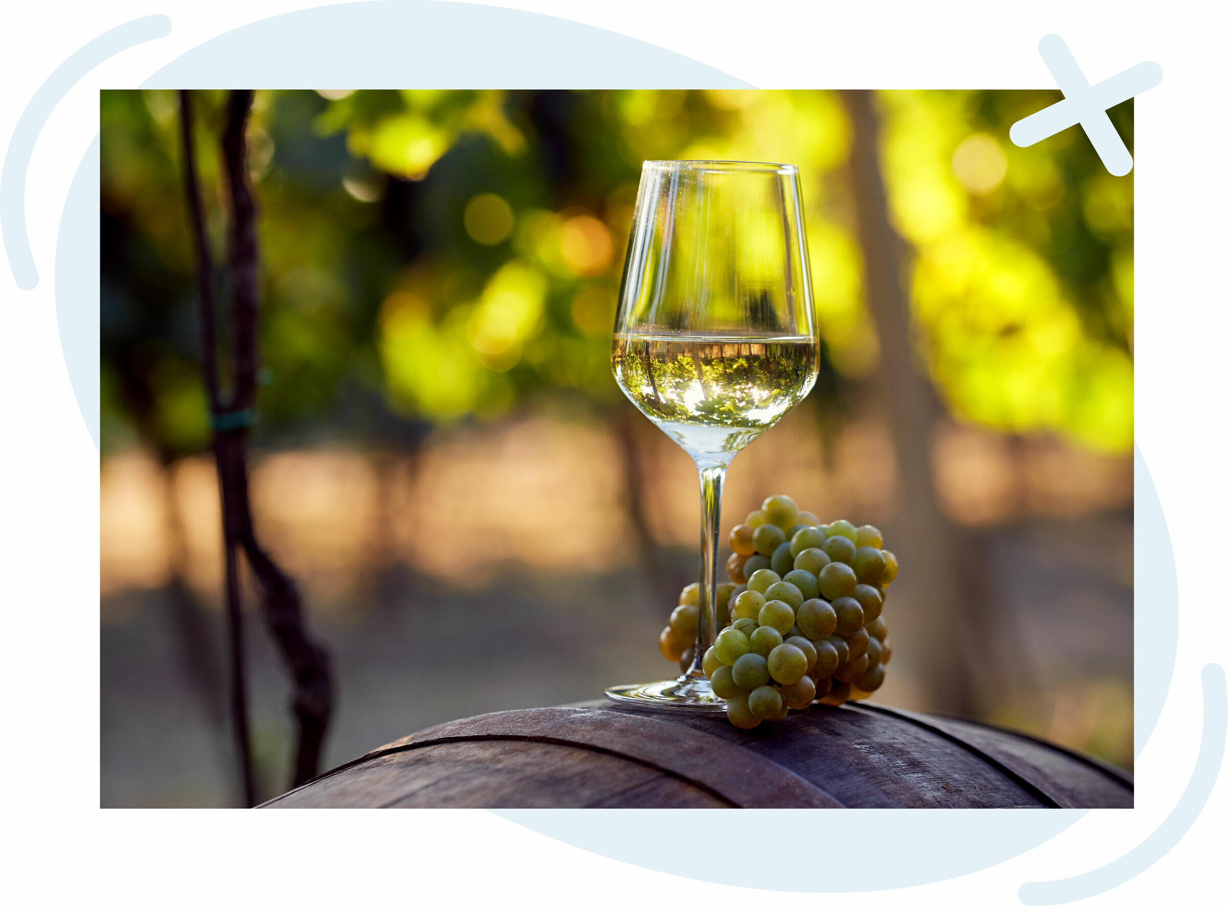 Glass of white wine and a bunch of green grapes resting on a wooden wine barrel in a sunlit vineyard.